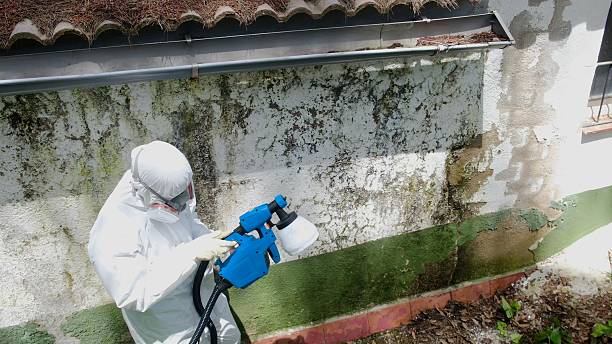 Mold Removal service in Johnstown